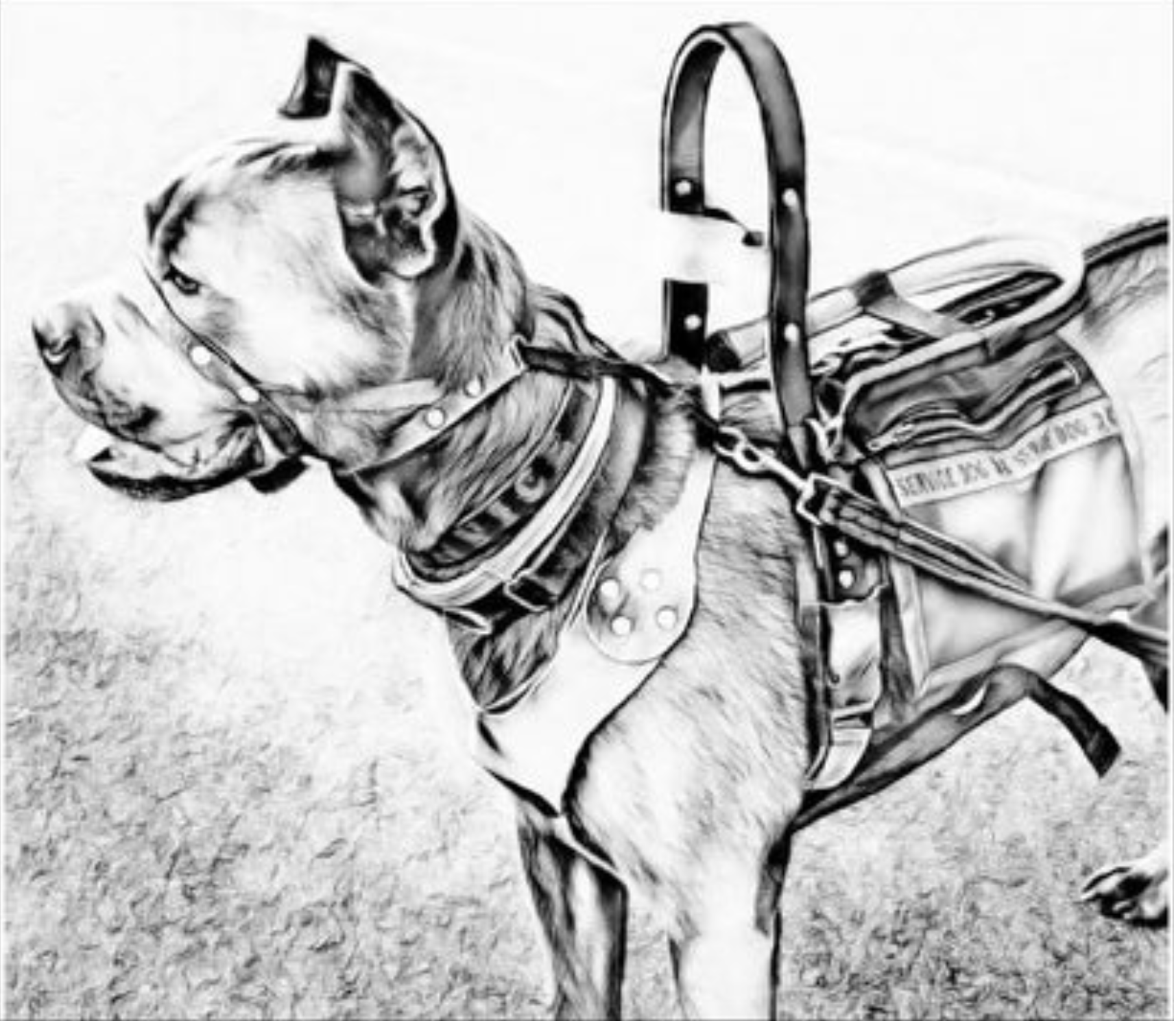 Service Dog Gear