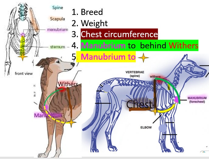 Kinetic K9 Harness
