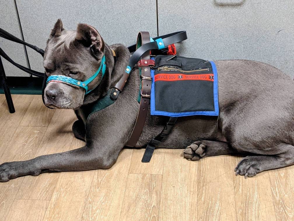 Dog Backpack (removable saddlebags)
