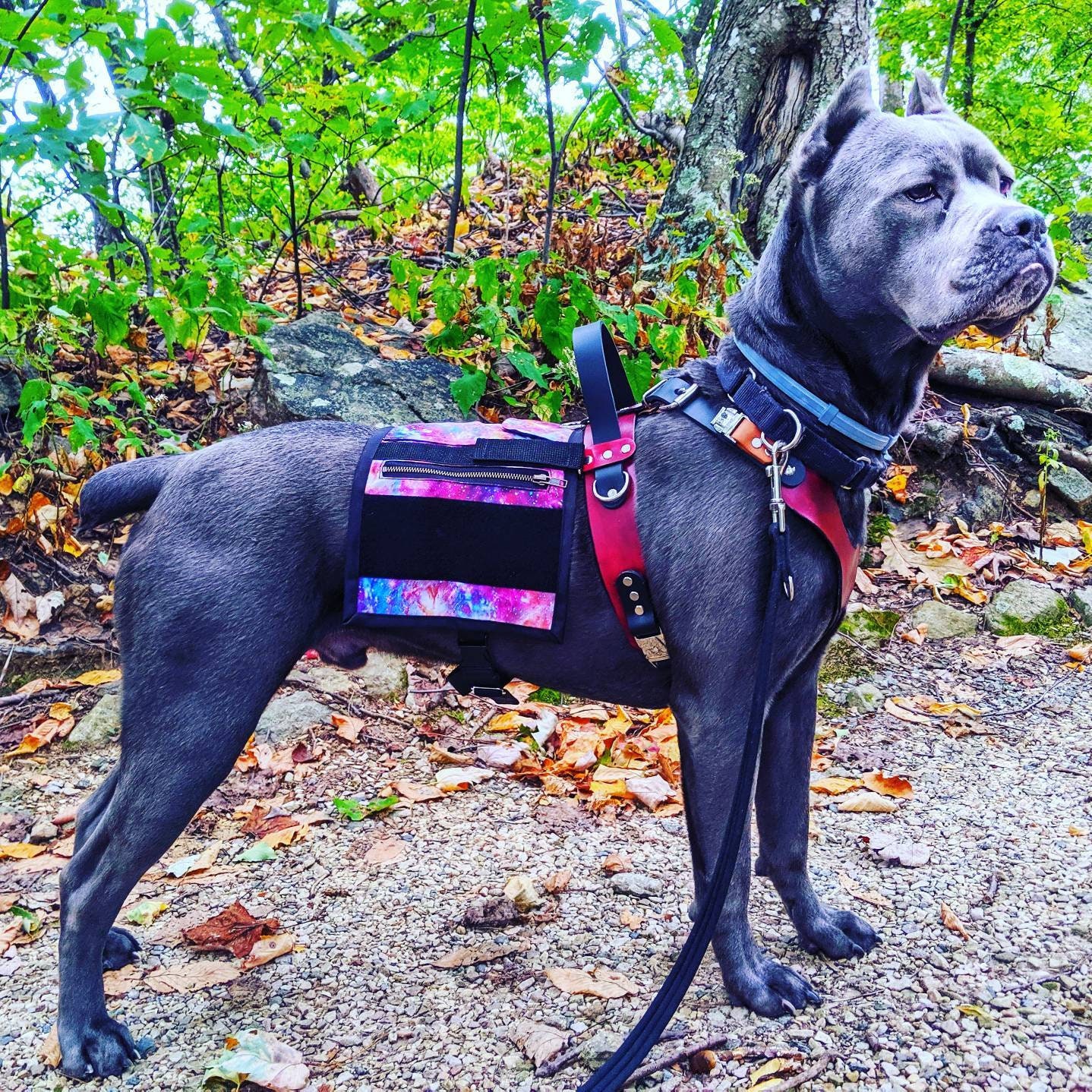 Dog Backpack (removable saddlebags)