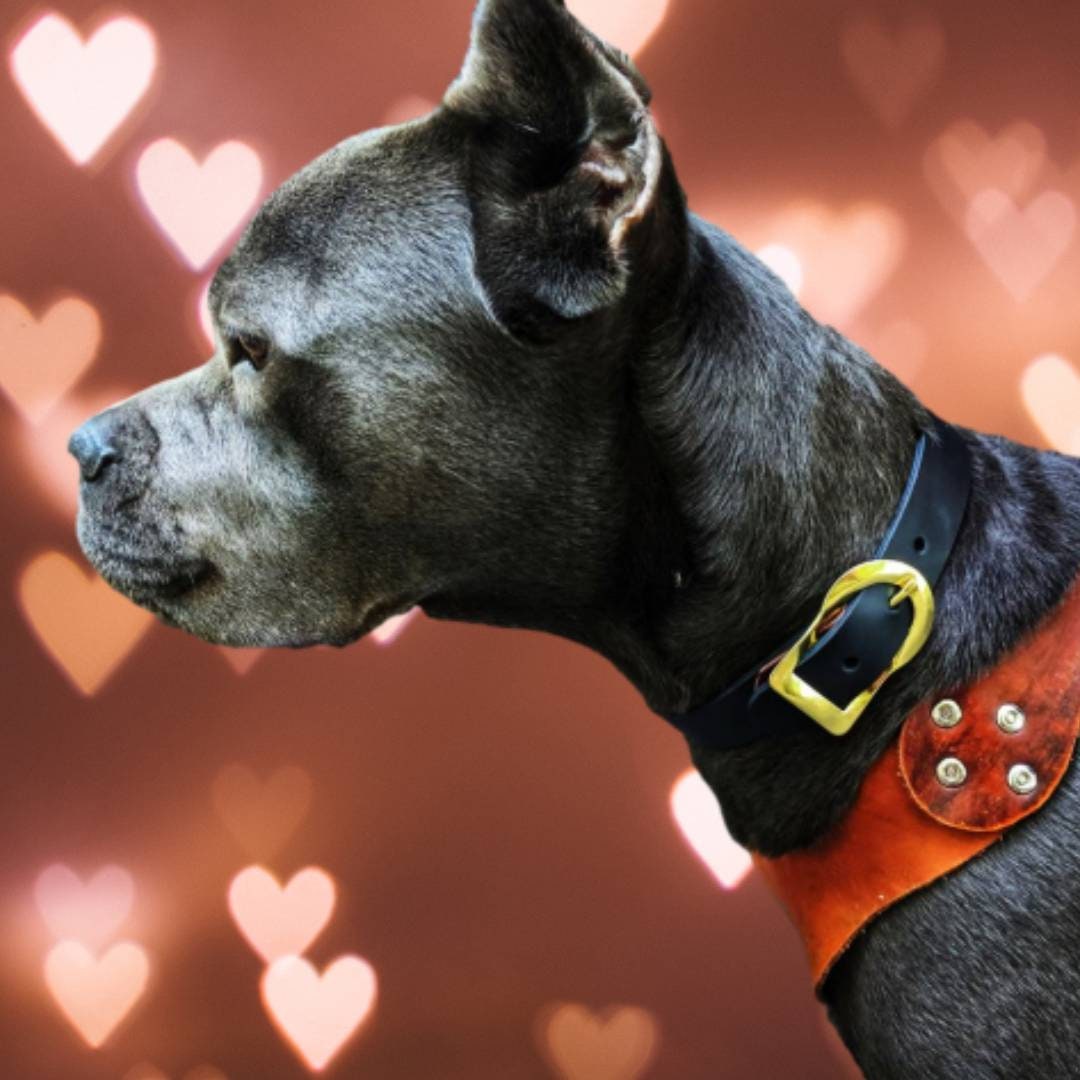 Latigo Leather Dog Collar