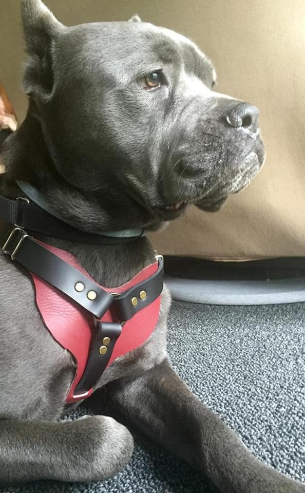 Kinetic K9 Harness