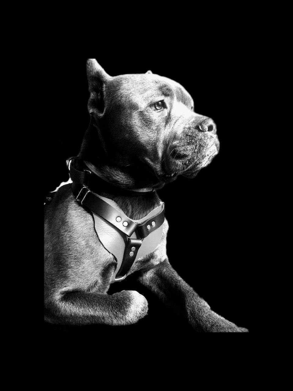 Kinetic K9 Harness
