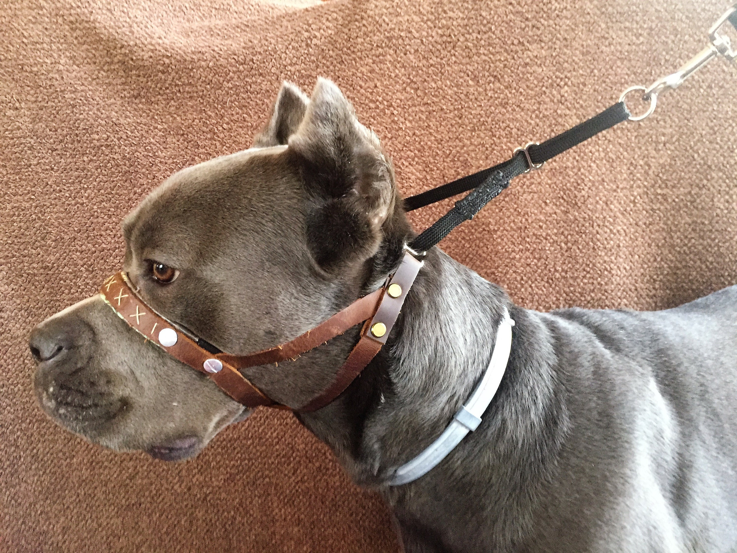 K9 Head Harness Padded