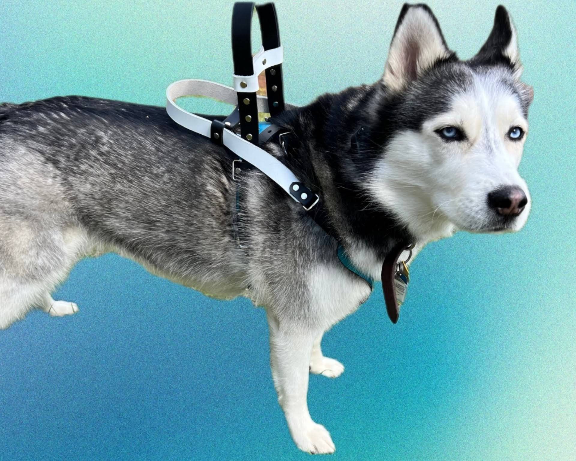 Ergonomic Mobility Harness 2 Handles (Counterbalance and Forward) Service Animal