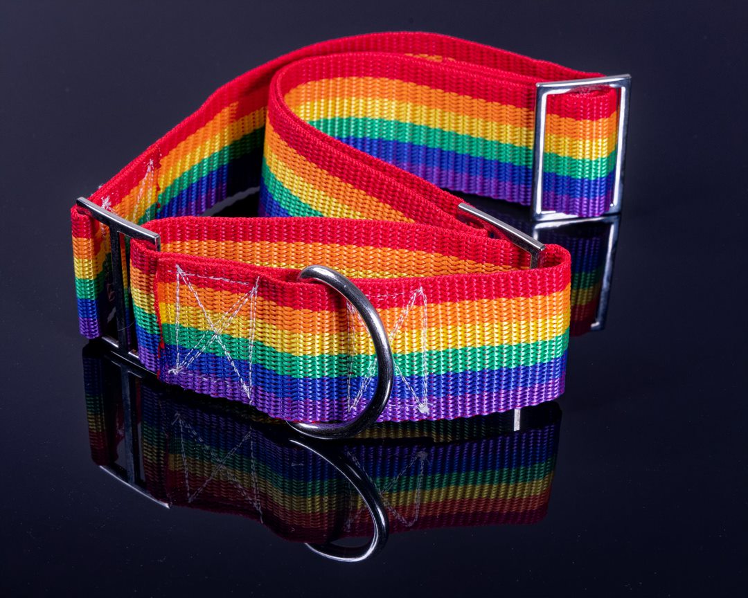 PRIDE Flag Dog Collar Rainbow Martingale